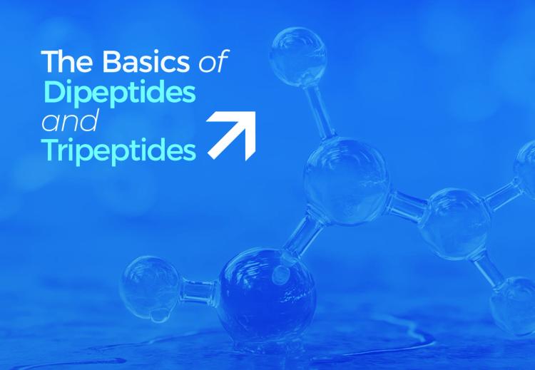 The Basics of Dipeptides and Tripeptides